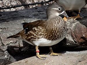 Mandarin duck