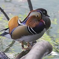 Mandarin duck