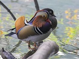 Mandarin duck