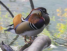 Mandarin duck