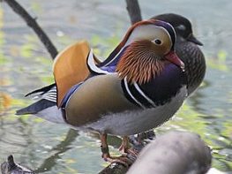 Mandarin Duck