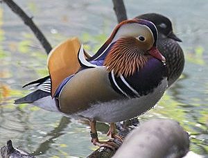 Mandarin Duck