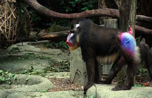 mandrill