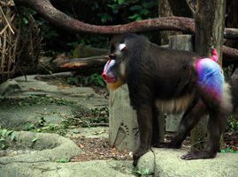 mandrill