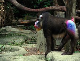 mandrill