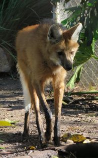 maned wolf
