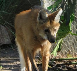 maned wolf