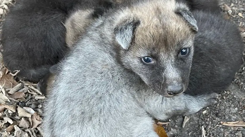 Maned Wolf Pup Audubon Zoo
