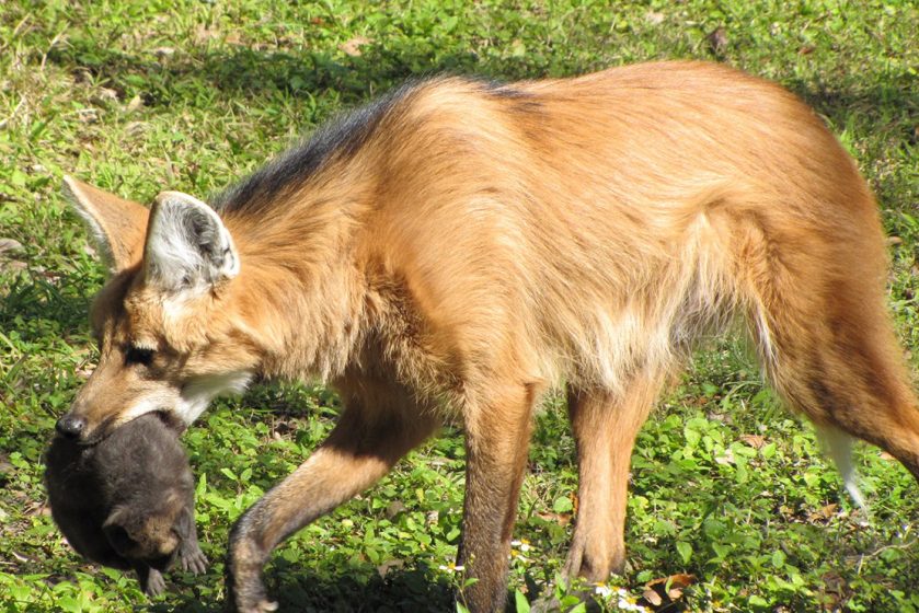 Maned Wolf Pup Audubon Zoo