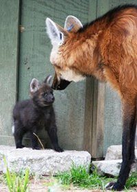 Maned wolf