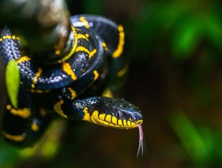 Mangrove Snake