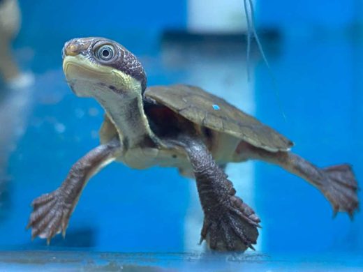 Manning River Turtle Breeding Aussie Ark-Australian Reptile Park