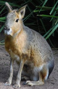 mara