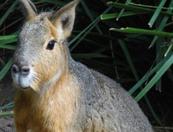 mara