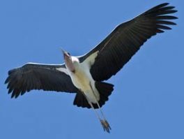 Marabou Stork