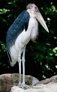 Marabou Stork