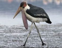 Marabou Stork