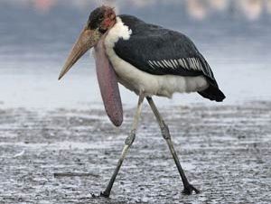 Marabou Stork