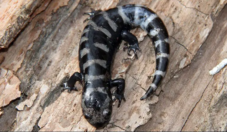 Marbled Salamander (Ambystoma opacum)