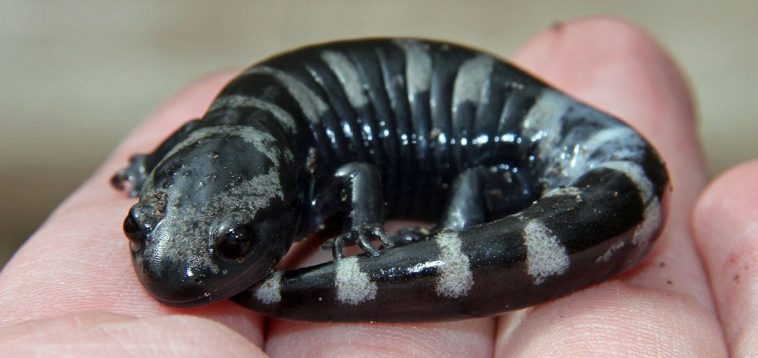 Marbled Salamander (Ambystoma opacum)