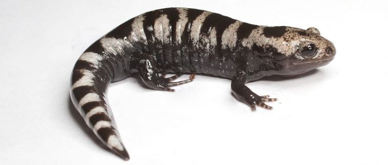 Marbled Salamander (Ambystoma opacum)