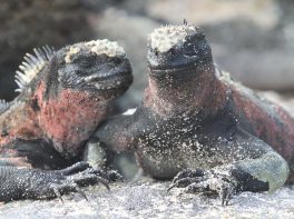 Marine iguana