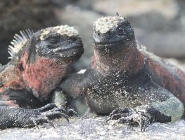 Marine iguana