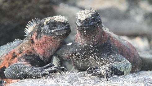 Marine iguana