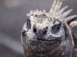 Marine iguana