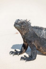 Marine iguana