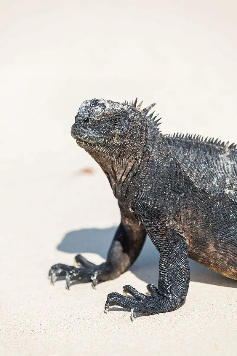 Marine Iguana | The Animal Facts | Appearance, Habitat, Diet