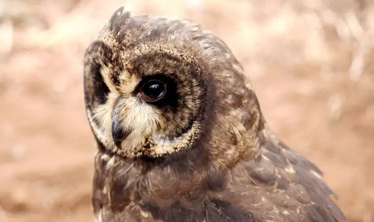 Marsh owl