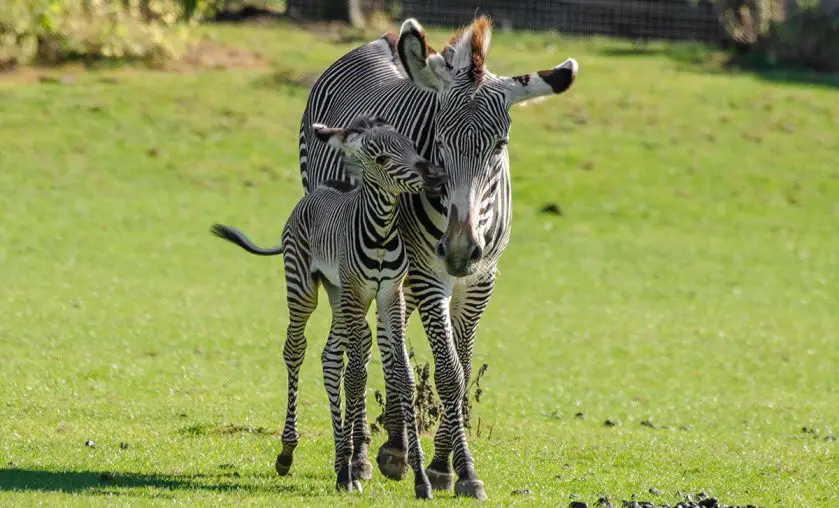 Grevy's Zebra Foal Marwell Zoo