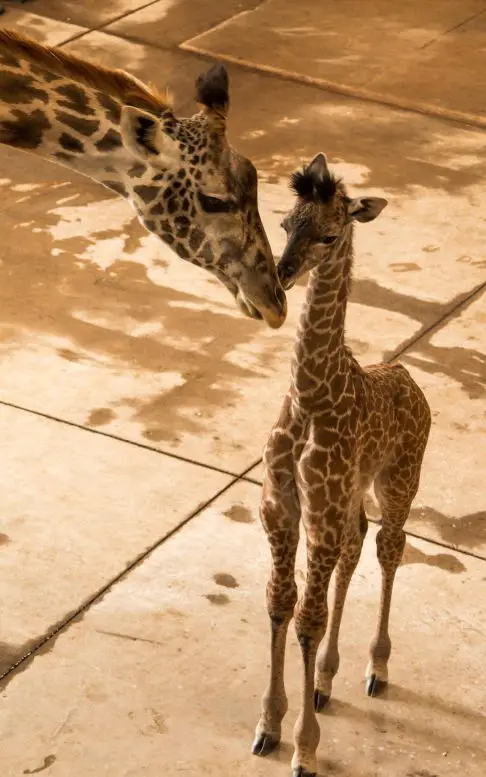 Masai giraffe calf The Wilds