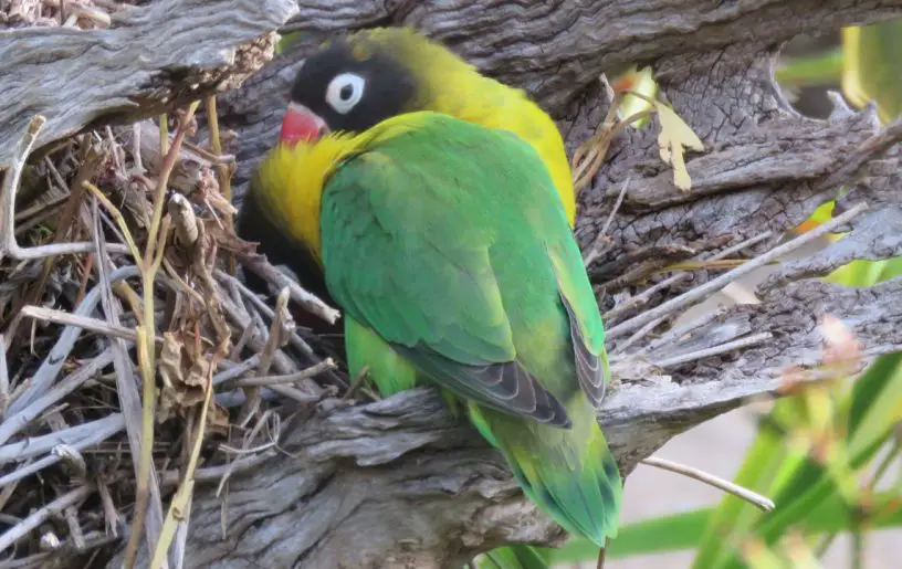 Masked lovebird