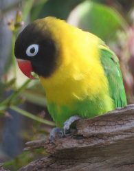 Masked lovebird