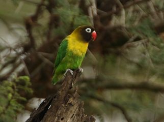 Masked lovebird