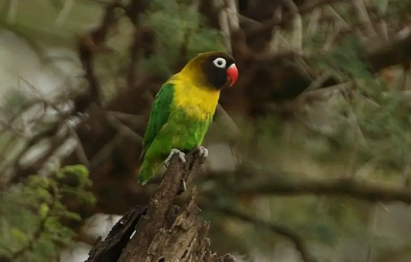 Masked lovebird