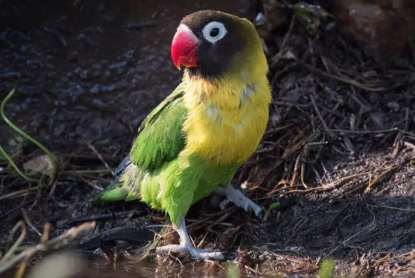 Masked lovebird