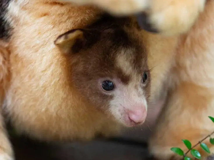 Matschie's Tree Kangaroo Joey Woodland Park Zoo