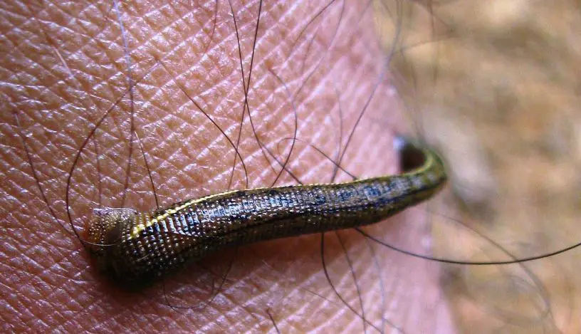 European medicinal leech