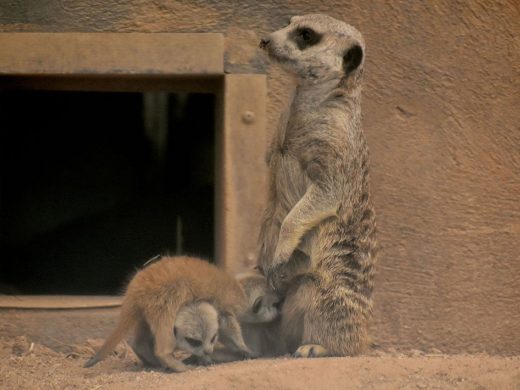 Meerkat Pup Reid Park Zoo