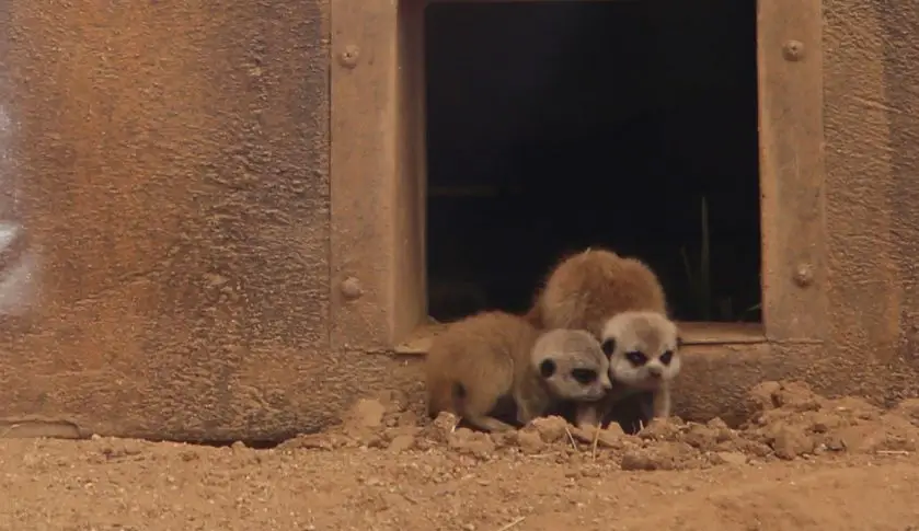 Meerkat Pup Reid Park Zoo