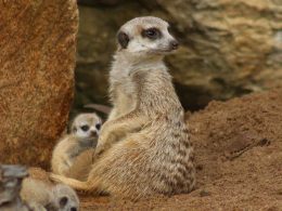 Meerkat Pups Taronga Western Plains Zoo