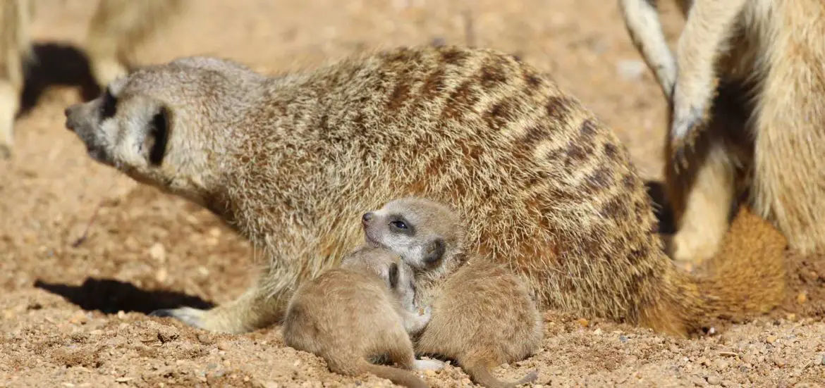 Meerkat Pups at Taronga Western Plains Zoo