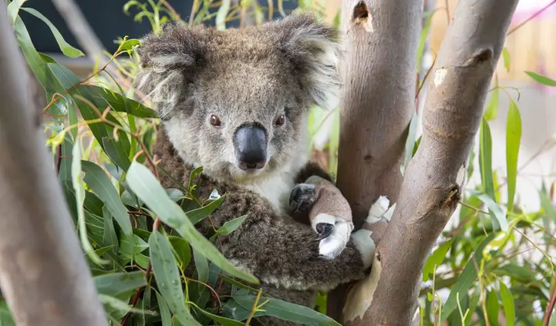 koala release zoos victoria