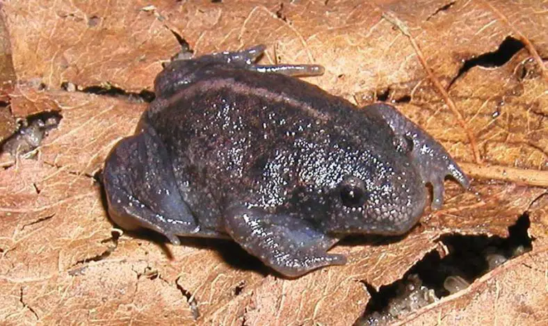 Mexican Burrowing Toad
