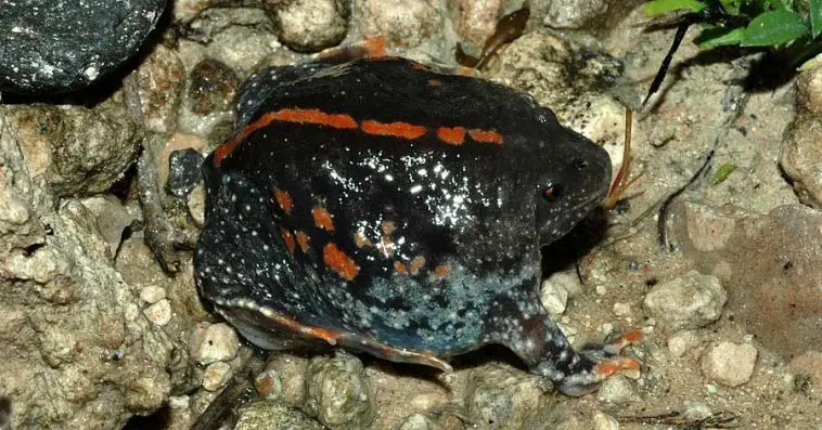 Mexican Burrowing Toad