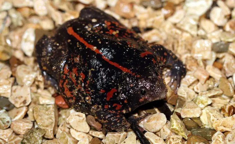 Mexican Burrowing Toad