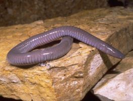 mexican caecilian